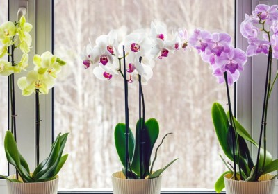 نبتة الأوركيد سحر الجمال الرقيق في عالم الزراعة المنزلية