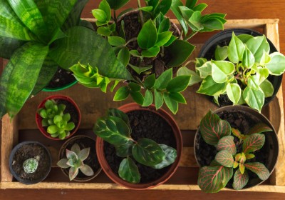 كيفية العناية بالنباتات في فصل الشتاء-نصائح مهمة للمحافظة على جمال حدائقك