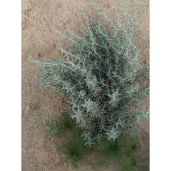 بذور الجعد - Teucrium بذور الجعد - Teucrium