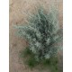 بذور الجعد - Teucrium بذور الجعد - Teucrium