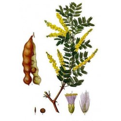 بذور شجرة الصمغ العربي - Acacia senegal