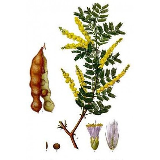 بذور شجرة الصمغ العربي - Acacia senegal بذور شجرة الصمغ العربي - Acacia senegal