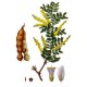 بذور شجرة الصمغ العربي - Acacia senegal بذور شجرة الصمغ العربي - Acacia senegal