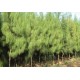 بذور الأثل الأمريكي - Casuarina بذور الأثل الأمريكي - Casuarina