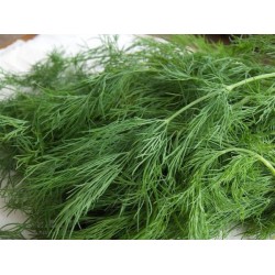 بذور الشبث - Anethum graveolens بذور الشبث - Anethum graveolens