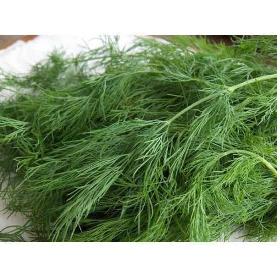 بذور الشبث - Anethum graveolens بذور الشبث - Anethum graveolens