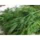 بذور الشبث - Anethum graveolens بذور الشبث - Anethum graveolens