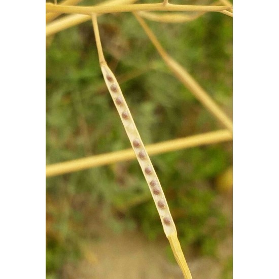 بذور عشبة الحرشاء (Brassica tournefortii Gouan) بذور عشبة الحرشاء (Brassica tournefortii Gouan)