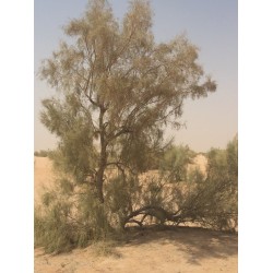 بذور شجر الغضى  Haloxylon persicum بذور شجر الغضى  Haloxylon persicum