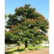 40 بذرة من بذور شجرة الخزامى الأفريقية Spathodea campanulata Seeds 40 بذرة من بذور شجرة الخزامى الأفريقية Spathodea campanulata Seeds