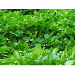 بذور عشبة النفل - Trifolium
