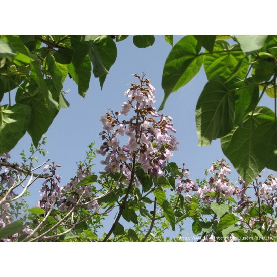 بذور شجرة الباولونيا Paulownia tomentosa seeds بذور شجرة الباولونيا Paulownia tomentosa seeds