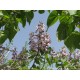 بذور شجرة الباولونيا Paulownia tomentosa seeds بذور شجرة الباولونيا Paulownia tomentosa seeds