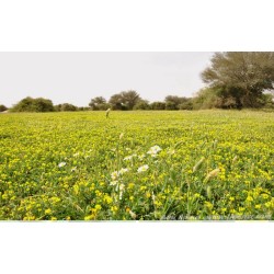 بذور عشبة النفل - Trifolium بذور عشبة النفل - Trifolium