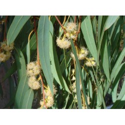 بذور شجر الكين (Eucalyptus) بذور شجر الكين (Eucalyptus)