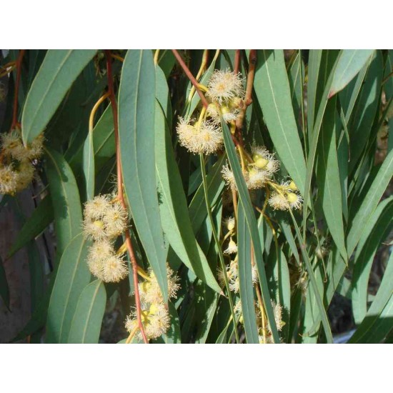 بذور شجر الكين (Eucalyptus) بذور شجر الكين (Eucalyptus)