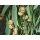بذور شجر الكين (Eucalyptus) بذور شجر الكين (Eucalyptus)