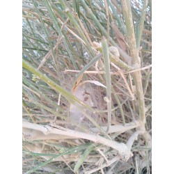 بذور المرخ (Leptadenia pyrotechnica) بذور المرخ (Leptadenia pyrotechnica)