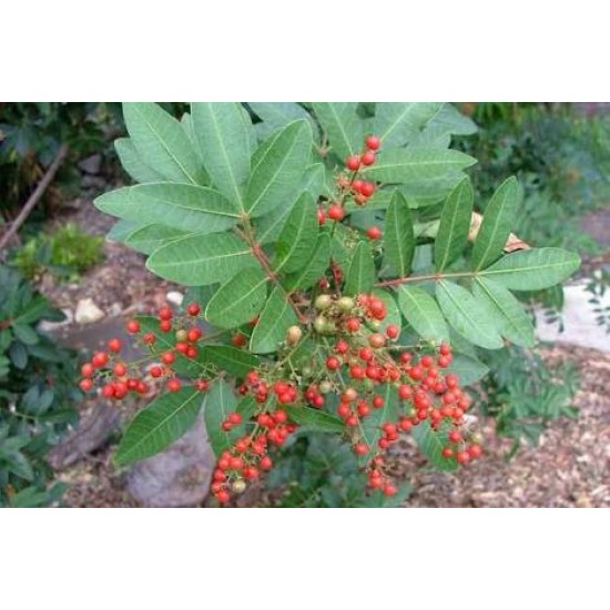 بذور شجرة الفلفل - عريض الأوراق - Schinus terebinthifolius بذور شجرة الفلفل - عريض الأوراق - Schinus terebinthifolius