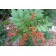 بذور شجرة الفلفل - عريض الأوراق - Schinus terebinthifolius بذور شجرة الفلفل - عريض الأوراق - Schinus terebinthifolius