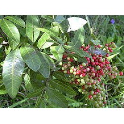 بذور شجرة الفلفل - عريض الأوراق -Schinus terebinthifolius بذور شجرة الفلفل - عريض الأوراق -Schinus terebinthifolius