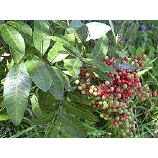 بذور شجرة الفلفل - عريض الأوراق - Schinus terebinthifolius بذور شجرة الفلفل - عريض الأوراق - Schinus terebinthifolius