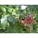 بذور شجرة الفلفل - عريض الأوراق - Schinus terebinthifolius بذور شجرة الفلفل - عريض الأوراق - Schinus terebinthifolius