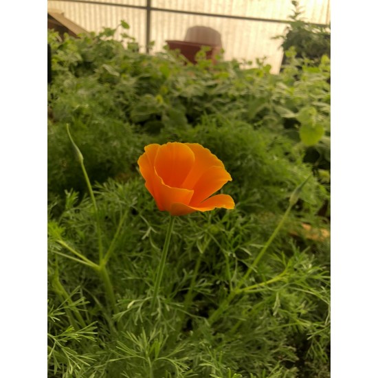 بذور زهرة كاليفورنيا ( Eschscholzia californica ) بذور زهرة كاليفورنيا ( Eschscholzia californica )