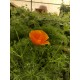 بذور زهرة كاليفورنيا ( Eschscholzia californica ) بذور زهرة كاليفورنيا ( Eschscholzia californica )