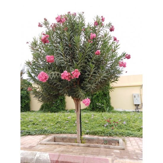بذور الدفلى ( الدفلة ) Nerium oleander بذور الدفلى ( الدفلة ) Nerium oleander