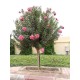 بذور الدفلى ( الدفلة ) Nerium oleander بذور الدفلى ( الدفلة ) Nerium oleander