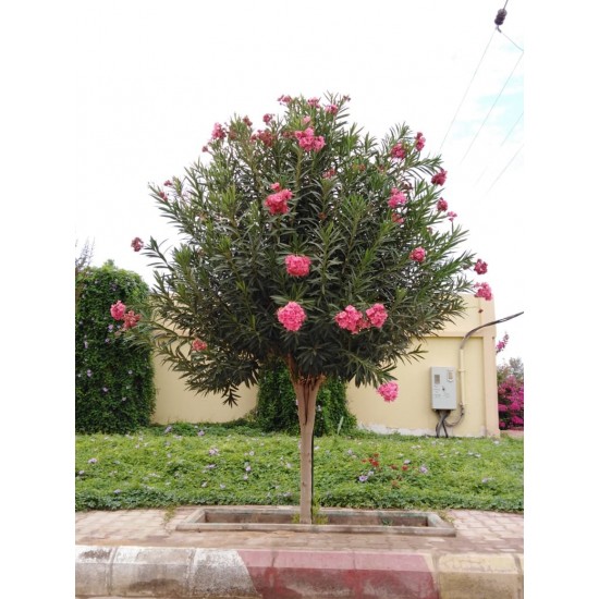 بذور الدفلى ( الدفلة ) Nerium oleander بذور الدفلى ( الدفلة ) Nerium oleander