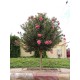 بذور الدفلى ( الدفلة ) Nerium oleander بذور الدفلى ( الدفلة ) Nerium oleander