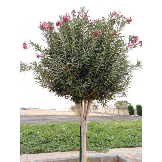 بذور الدفلى ( الدفلة ) Nerium oleander بذور الدفلى ( الدفلة ) Nerium oleander