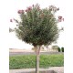 بذور الدفلى ( الدفلة ) Nerium oleander بذور الدفلى ( الدفلة ) Nerium oleander