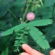 40 بذرة من بذور النبتة الخجولة - Mimosa Pudica 40 بذرة من بذور النبتة الخجولة - Mimosa Pudica
