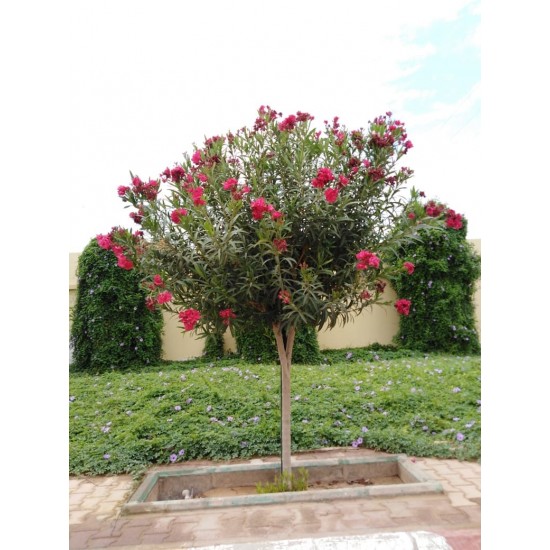 بذور الدفلى ( الدفلة ) Nerium oleander بذور الدفلى ( الدفلة ) Nerium oleander