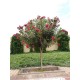 بذور الدفلى ( الدفلة ) Nerium oleander بذور الدفلى ( الدفلة ) Nerium oleander