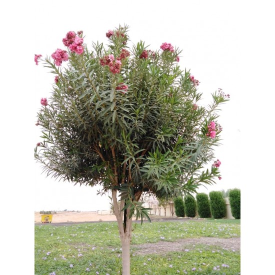 بذور الدفلى ( الدفلة ) Nerium oleander بذور الدفلى ( الدفلة ) Nerium oleander