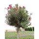 بذور الدفلى ( الدفلة ) Nerium oleander بذور الدفلى ( الدفلة ) Nerium oleander