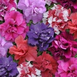 بذور زهور البتونيا (الوان متعددة) Petunia hybrida بذور زهور البتونيا (الوان متعددة) Petunia hybrida