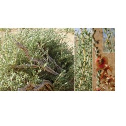 بذور الروثة الرعوية  Salsola villosa  بذور الروثة الرعوية  Salsola villosa