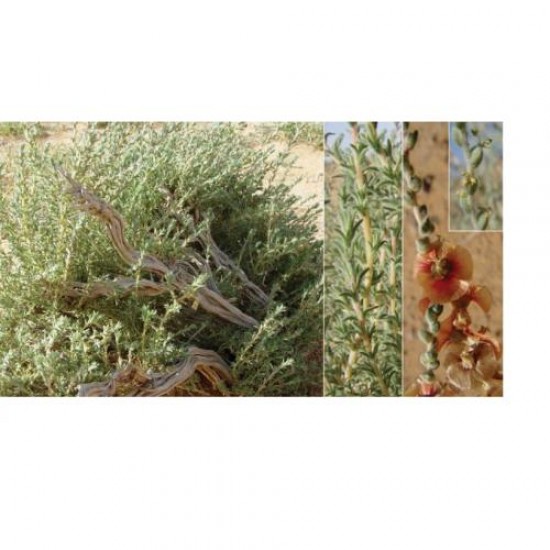 بذور الروثة الرعوية Salsola villosa بذور الروثة الرعوية Salsola villosa