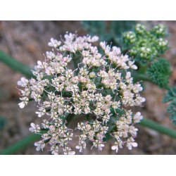 بذور البسباس (Anisosciadium) بذور البسباس (Anisosciadium)