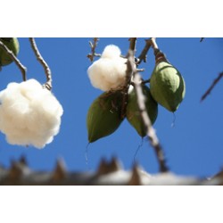 بذور شجرة الكابوك - Ceiba pentandra بذور شجرة الكابوك - Ceiba pentandra