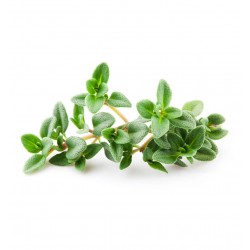 بذور عشبة الزعتر - Thymus vulgaris