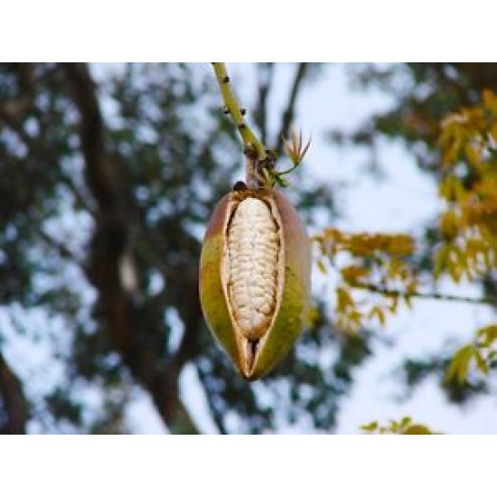 بذور شجرة الكابوك - Ceiba pentandra بذور شجرة الكابوك - Ceiba pentandra
