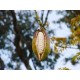 بذور شجرة الكابوك - Ceiba pentandra بذور شجرة الكابوك - Ceiba pentandra