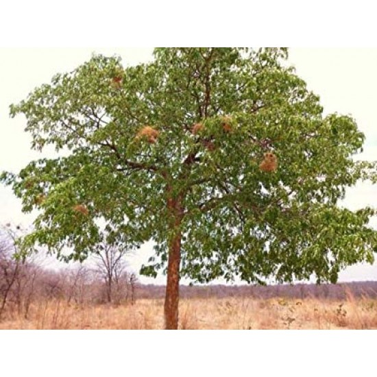بذور شجرة الماهوجنى الافريقي - Swietenia mahagoni بذور شجرة الماهوجنى الافريقي - Swietenia mahagoni
