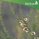 بذور شجرة السيداف - Pteropyrum scoparium بذور شجرة السيداف - Pteropyrum scoparium